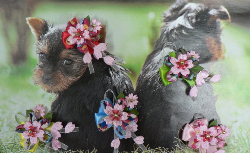 トリミング 桜りぼん 星の動物クリニック