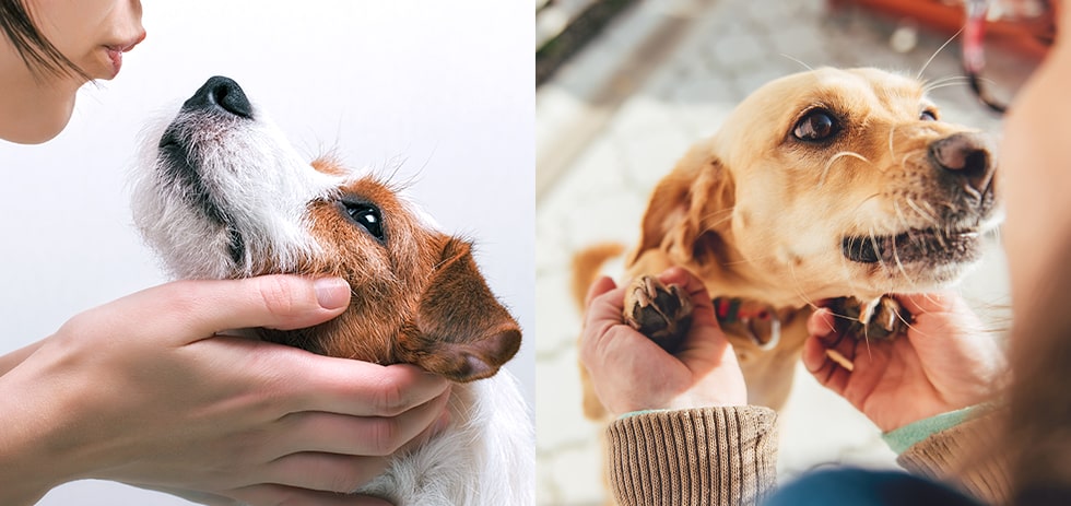 犬の寄生虫は体内も注意！どうして感染するの？人にも感染するっ